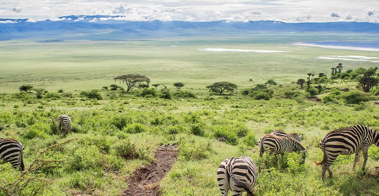 Ngorongoro Conservation Area Authority - Visit Tanzania – Land of theKilimajaro